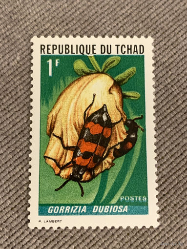 Чад. Жуки. Gorizzia Dubiosa