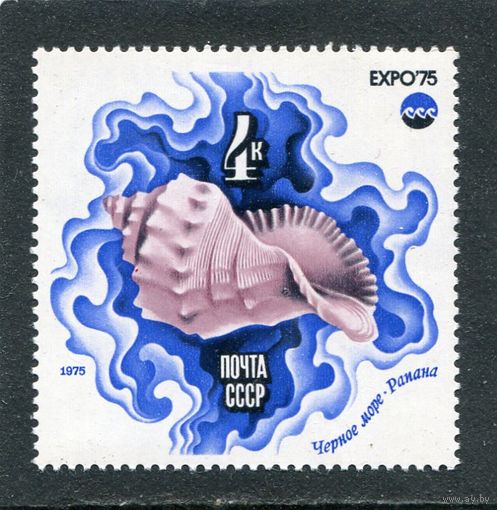СССР 1975. Ракушка. Рапана