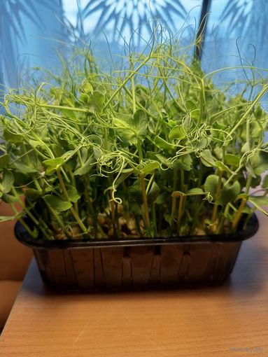 Микрозелень гороха (Мадрас)