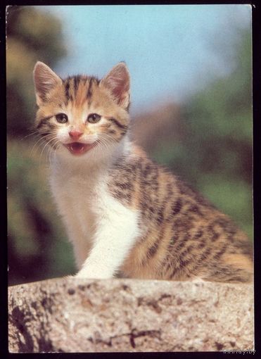 Германия Котёнок
