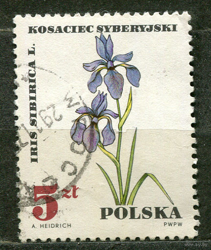 Цветы. Ирисы. Польша. 1967