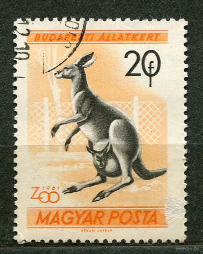 Кенгуру. Венгрия. 1961