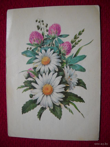 Ромашки. Колганов. 1973 г.