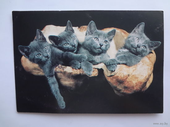 Календарик 1996 г. Белсоюзпечать.