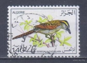 [441] Алжир 1976. Фауна.Птицы. Гашеная марка.
