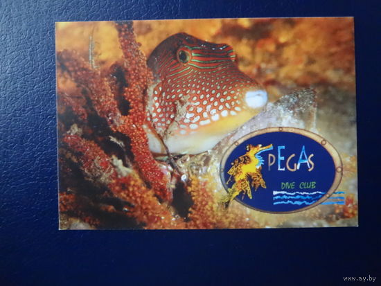 Календарик 2003 г.  Pegas.  Дайверский клуб.