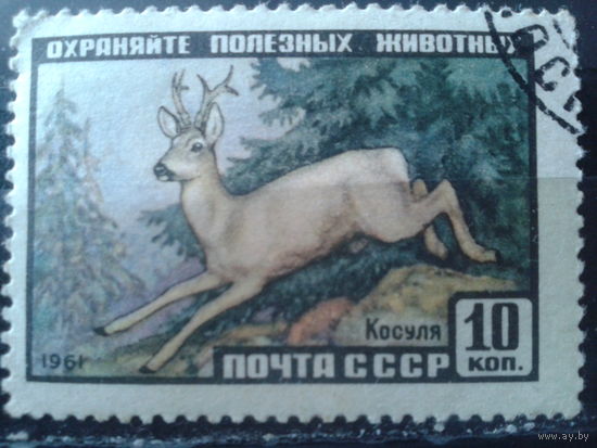 1961 Косуля