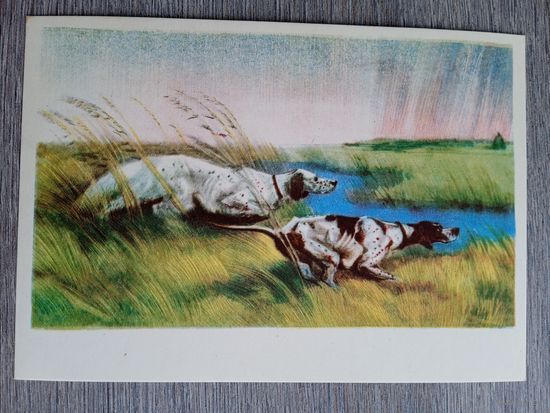 1958. охота. Курдов. На стойке