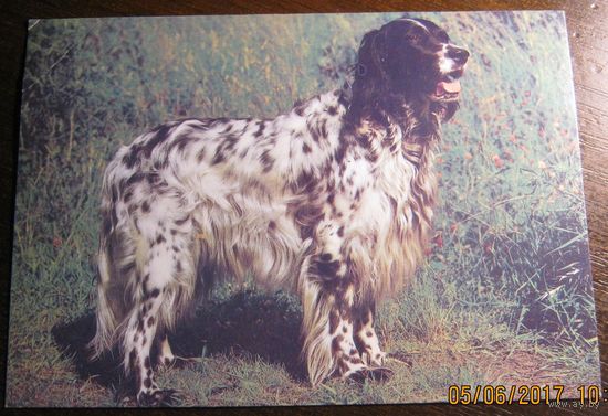 Открытка Английский сеттер. 1990 г.