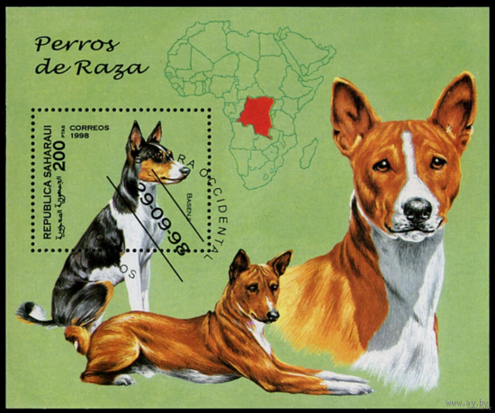 Фауна.Домашние животные.Собаки. Сахара 1998