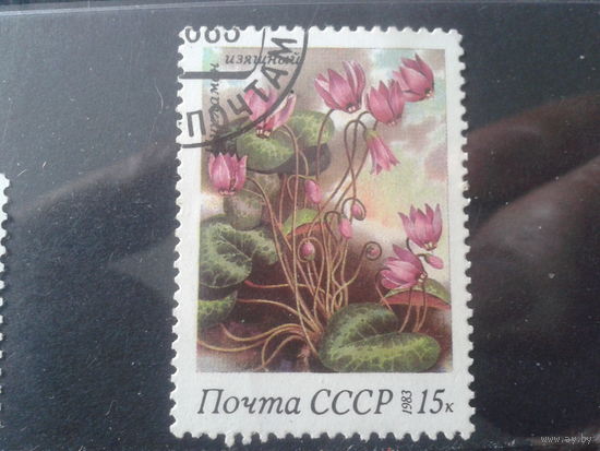1983 Цикламен