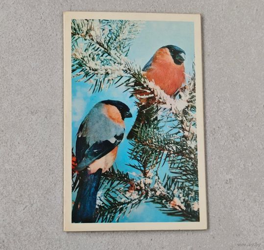 С Новым Годом ! Открытка