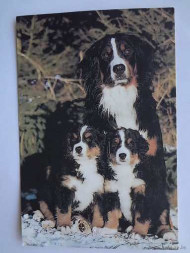 Календарик 1996 г.  Семейка.