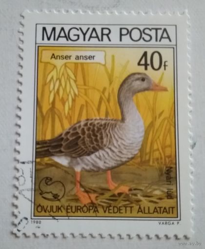 Венгрия 1980. Гусь