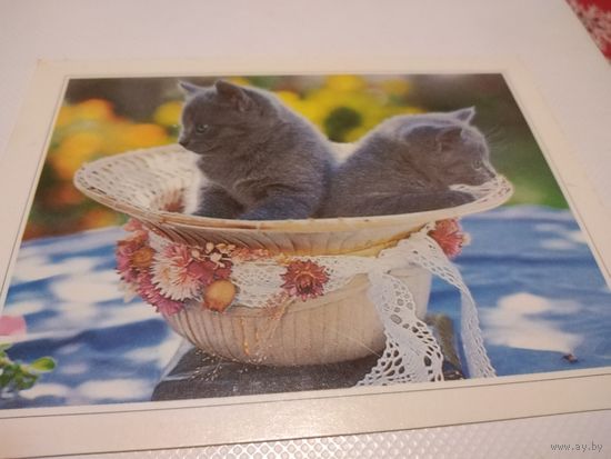 Открытка Котята