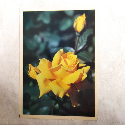 Открытка. Роза. Фото Матанова. 1982 год. Подписана.