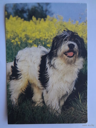 Календарик 1996 г. Большая лохматая собака.