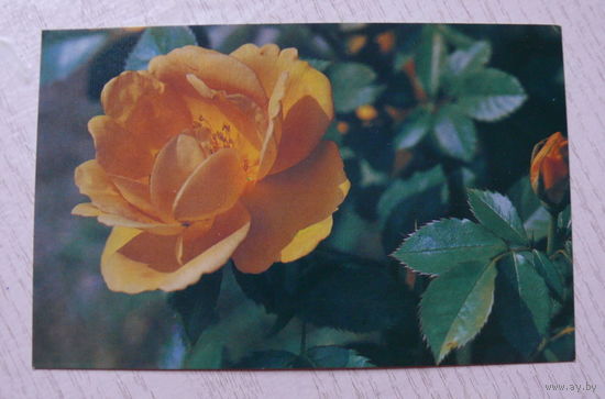 Матанов Н., Роза "Майгольд"; 1982, чистая (9*14 см).