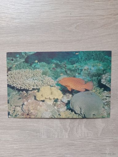 Открытка 1985