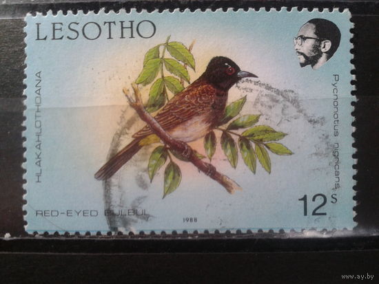 Лесото, 1988. Красн7оглазый бюльбюль