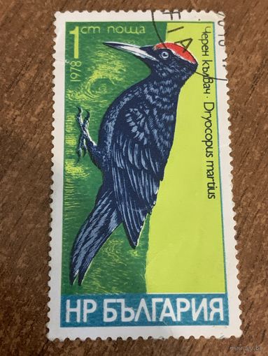 Болгария 1978. Дятел. Dryocopus martius. Марка из серии