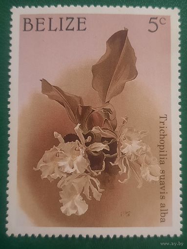 Белиз. Флора. Trichopilia Suavis Alba. Марка из серии