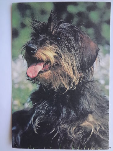 Календарик 1996 г.  Малая лохматая собака.