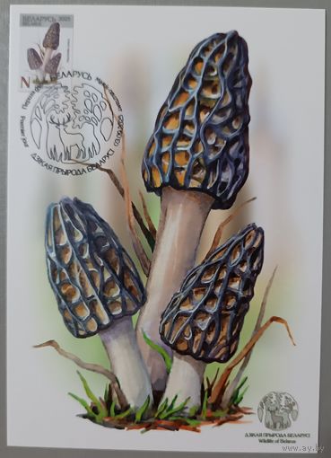 Картмаксимум "Сморчок конический". Дикая природа Беларуси.