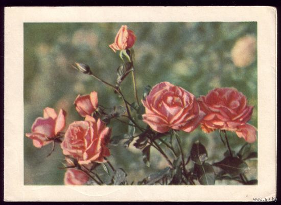 1963 год Я.Босин Бланк телеграммы