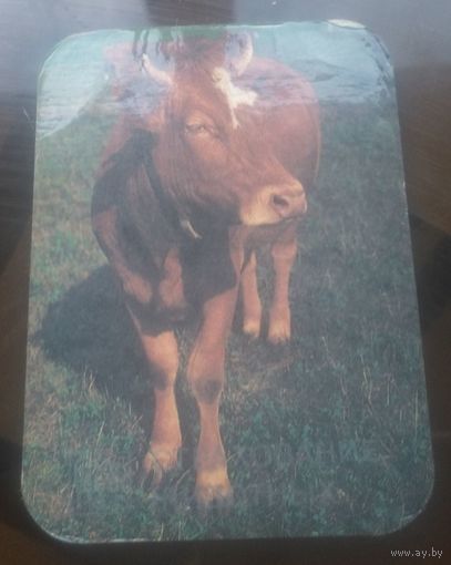 Страхование животных