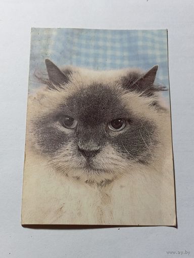Карманный календарик  . Персидская кошка , 1993 года