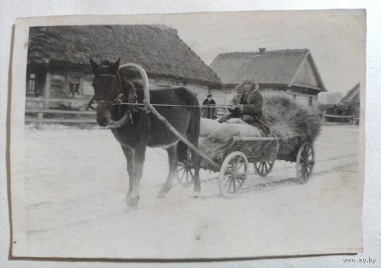 Фото лошадка в деревне