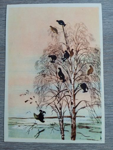 1958. Курдов. Тетерева на берёзах