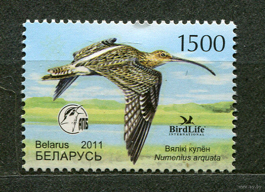 Птица года. Большой кроншнеп. Беларусь. 2011. Полная серия 1 марка. Чистая