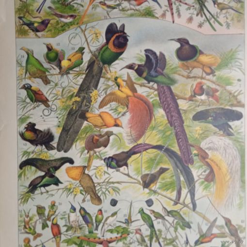 ПТИЦЫ. Энциклопедическая гравюра .OISEAUX  1. Франция кон.19в.31х24см.