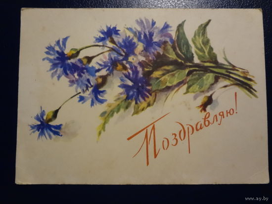 Поздравляю! Васильки. 1958 г. подписанная.