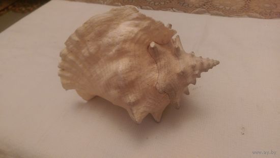 Ракушка. Большая.