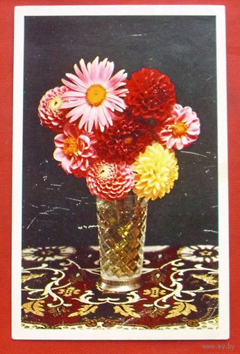 С Праздником! Чистая. 1977 года. Фото Стейнерта. 916.