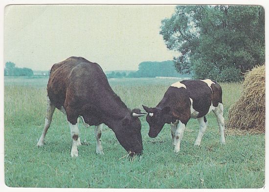 Календарик 1990 (98)