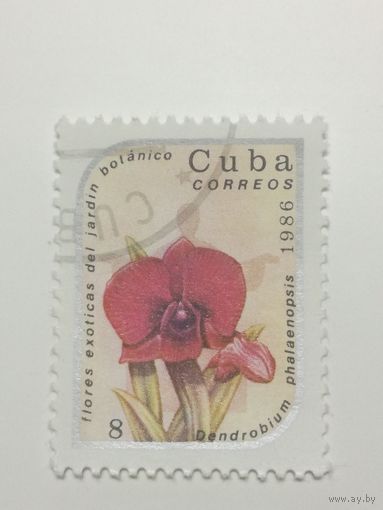Куба 1986. Экзотические растения. Цветы.