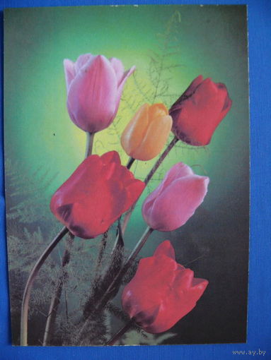 Фото Г. Костенко, С праздником! 1989, чистая.