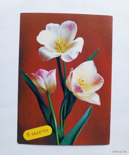 П.Костенко 8 марта. 1988 год. Чистая.