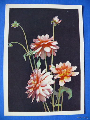Фото Л. Папковича, Георгины, Минск, 1971, чистая.