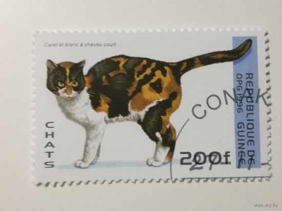 Гвинея 2001. Коты