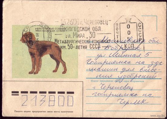 1985 год Ирландский сеттер