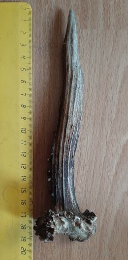 Рога косули, рожки малые .потеряшки. для творчества и интерьера. при покупке 4_х и более штук, пересыл по Беларуси бесплатно !