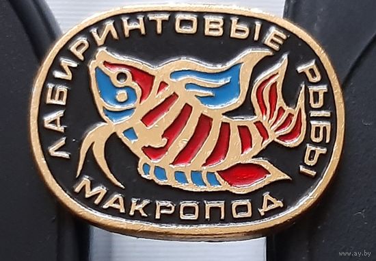 Лабиринтовые рыбы. Макропод. Ао-95