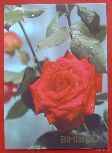 Вiншую! Чистая.  1990 года. 804.