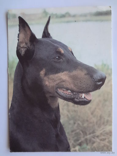 Календарик 1993 г.  Доберман-пинчер. (90).