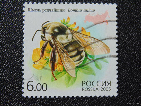 Россия 2005 г. Шмель.